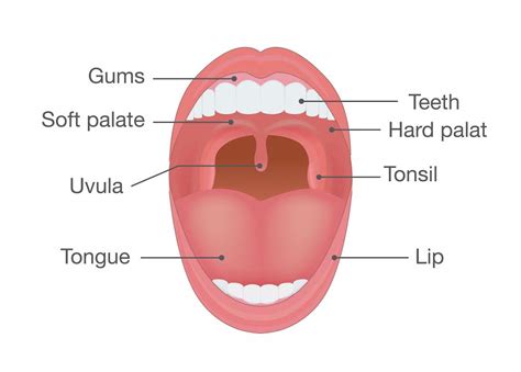 soft palate uvula